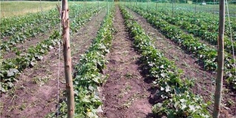 Kako posaditi krastavce u otvoreno tlo sa sjemenkama